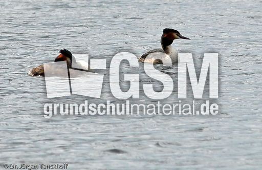 Haubentaucher (3 von 22).jpg